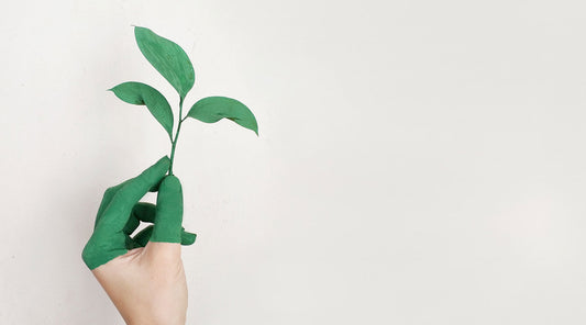 Hand holding leaf on white background