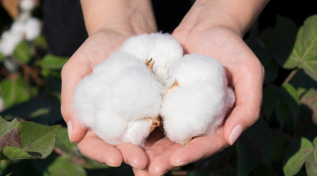 Why is GMO-Free Cotton Important?